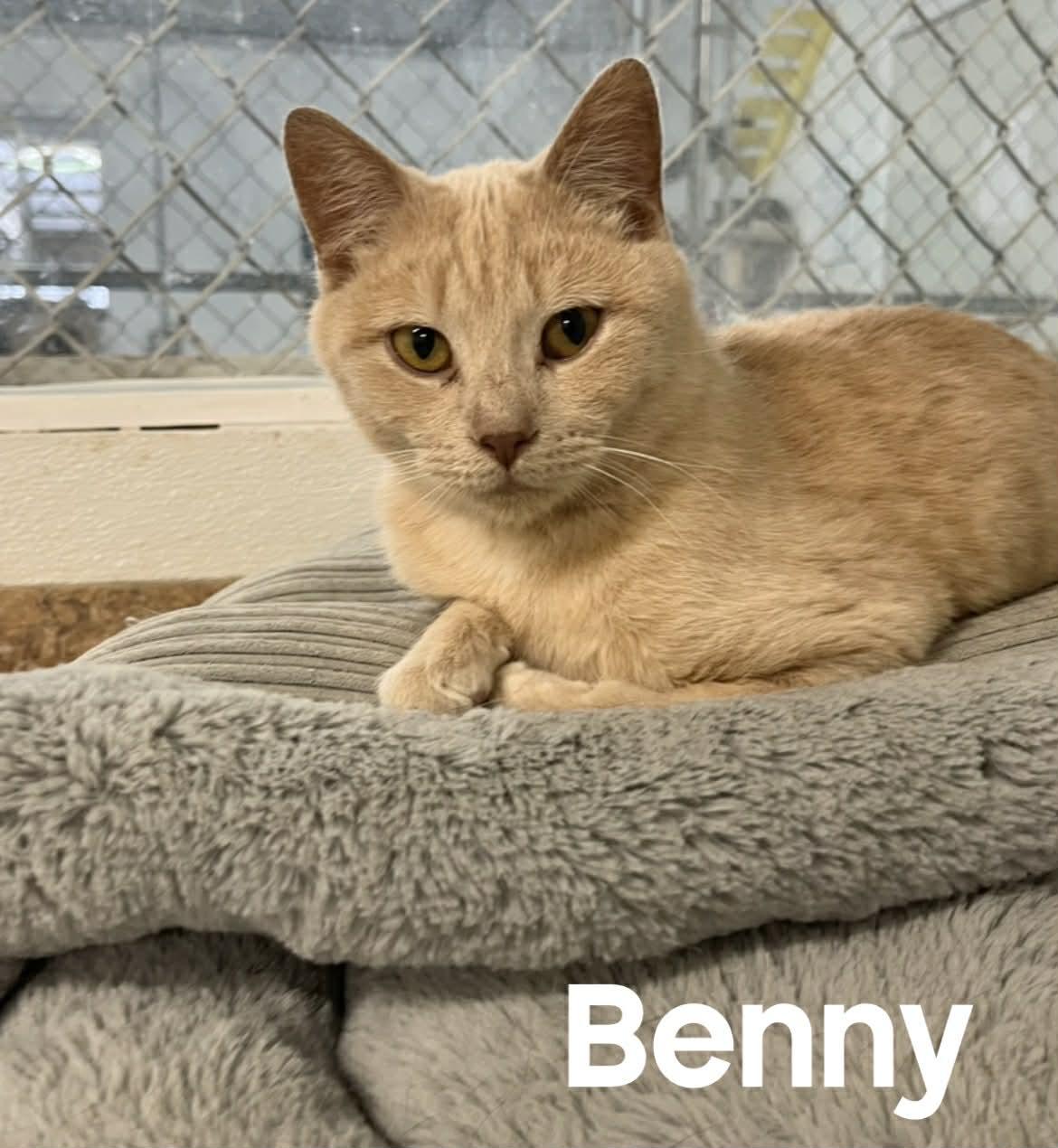 Benny, ADOPTABLE, Young Male American Shorthair.