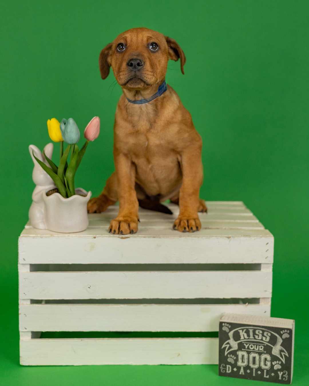 Enlarge 316-26, a ADOPTABLE mixed breed in Brighton, CO image 1/1