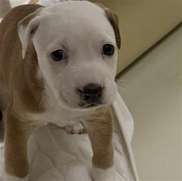 Enlarge Bayleaf - URGENT, an adopted mixed breed in Thousand Oaks, CA image 1/1