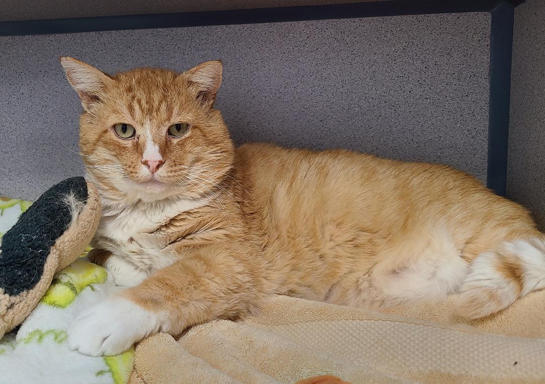 Floyd, ADOPTABLE, Adult Male Domestic Short Hair.