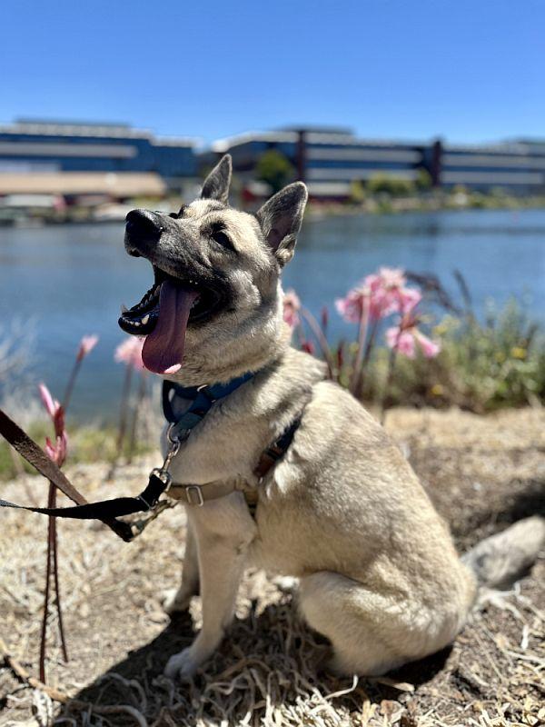 Enlarge Roux, a ADOPTABLE mixed breed in Berkeley, CA image 6/6