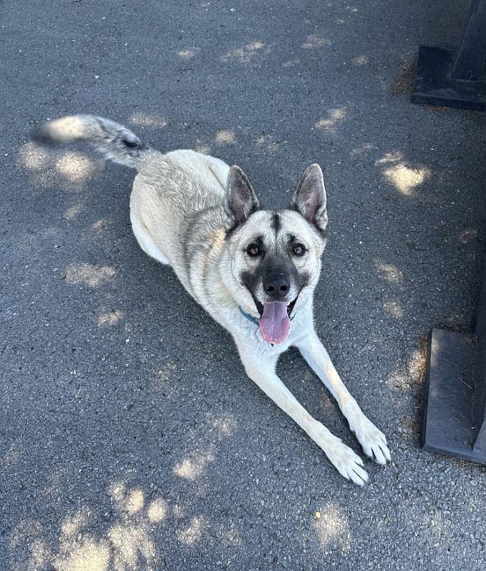 Roux, ADOPTABLE, Young Female Shepherd & Husky.