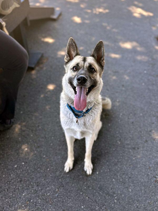 Enlarge Roux, a ADOPTABLE mixed breed in Berkeley, CA image 5/6