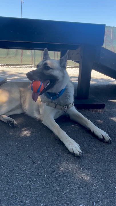 Enlarge Roux, a ADOPTABLE mixed breed in Berkeley, CA video 2/6