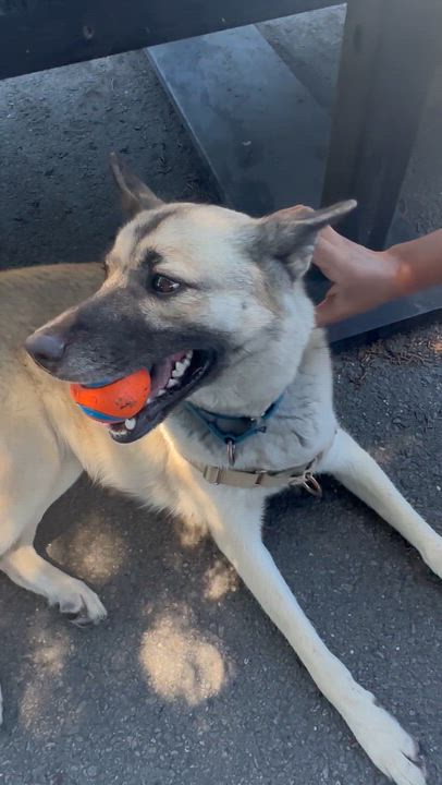 Enlarge Roux, a ADOPTABLE mixed breed in Berkeley, CA video 3/6