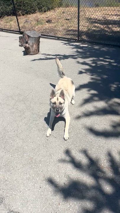 Enlarge Roux, a ADOPTABLE mixed breed in Berkeley, CA video 1/6