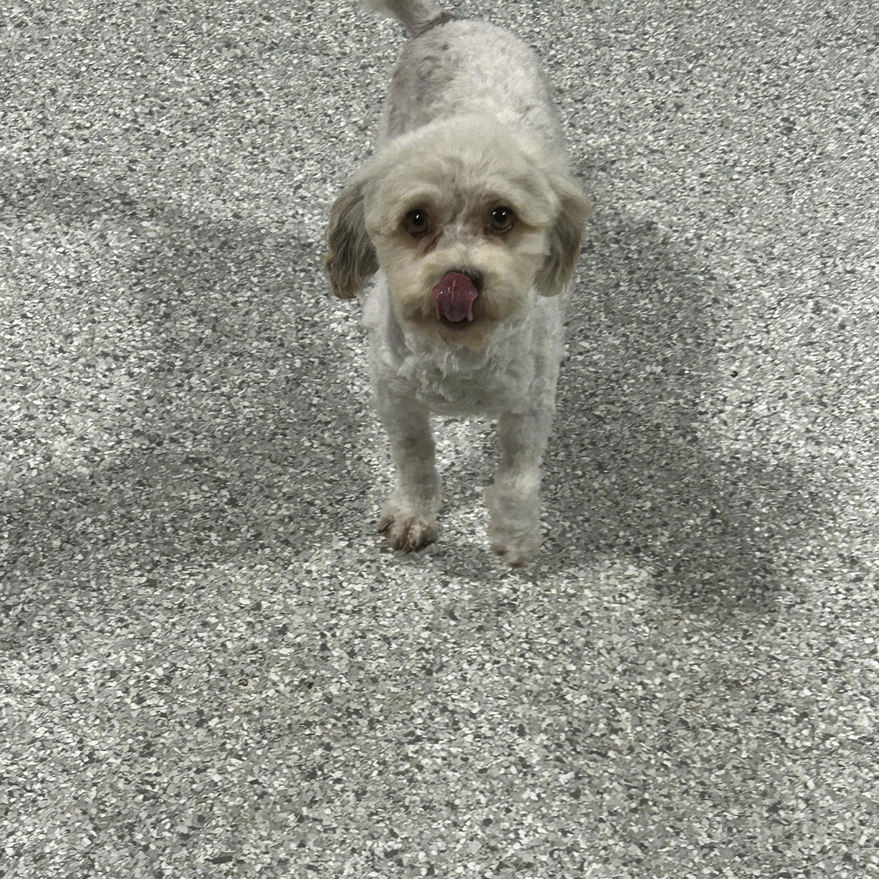 Susie., Adoptable, Adult Female Havanese.