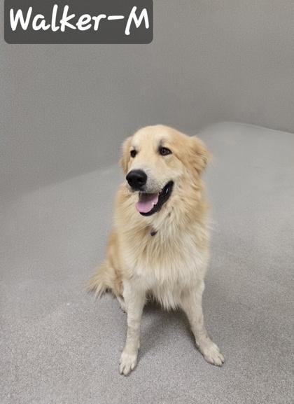 Walker, Adoptable, Adult Male Great Pyrenees & Mixed Breed.