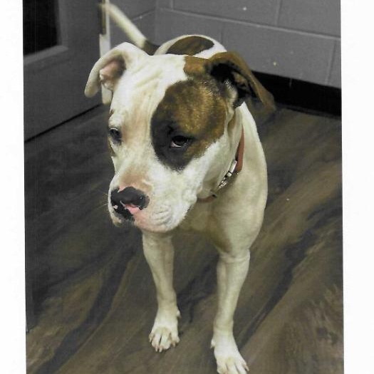 Pula, adopted, Young Female American Bulldog.