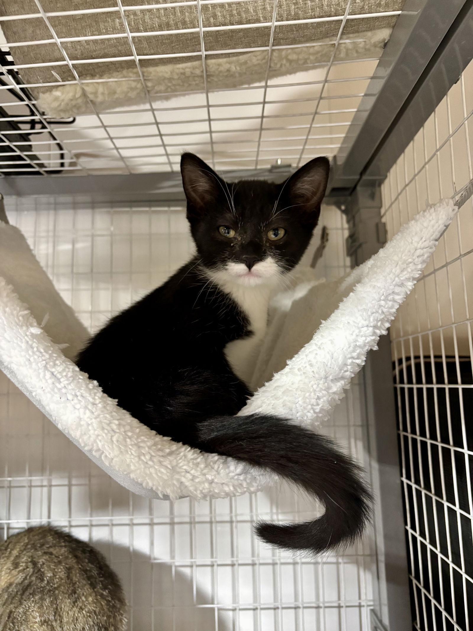 Special Spice-(now Sir Spice) The Autumn Litter, Adopted, Kitten Male Tuxedo.