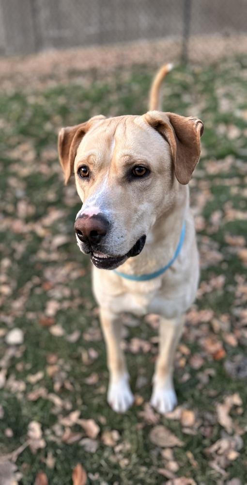 Ayzerman / Slim Pickens / Rex, Adoptable, Adult Male Labrador Retriever & Mixed Breed.