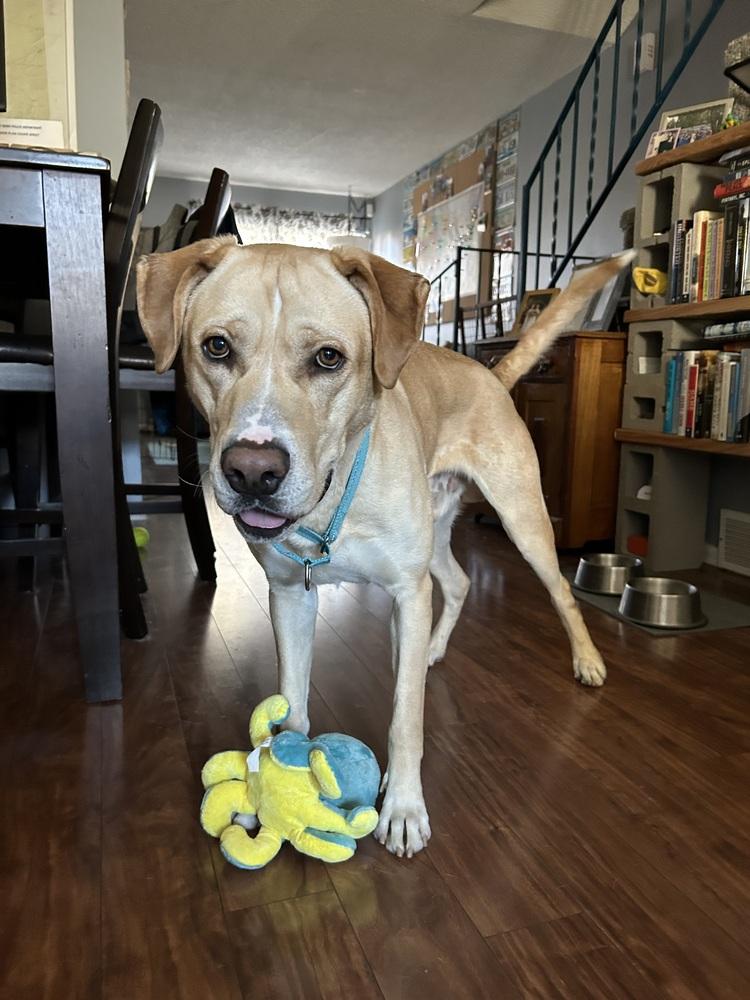 Enlarge Ayzerman / Slim Pickens / Rex, a Adoptable mixed breed in Broomfield, CO image 2/6