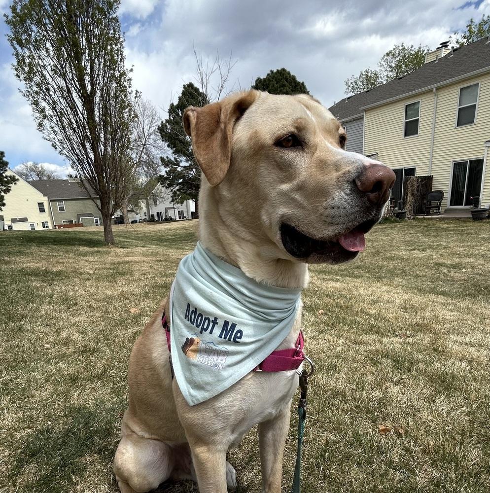 Enlarge Ayzerman / Slim Pickens / Rex, a Adoptable mixed breed in Broomfield, CO image 2/6