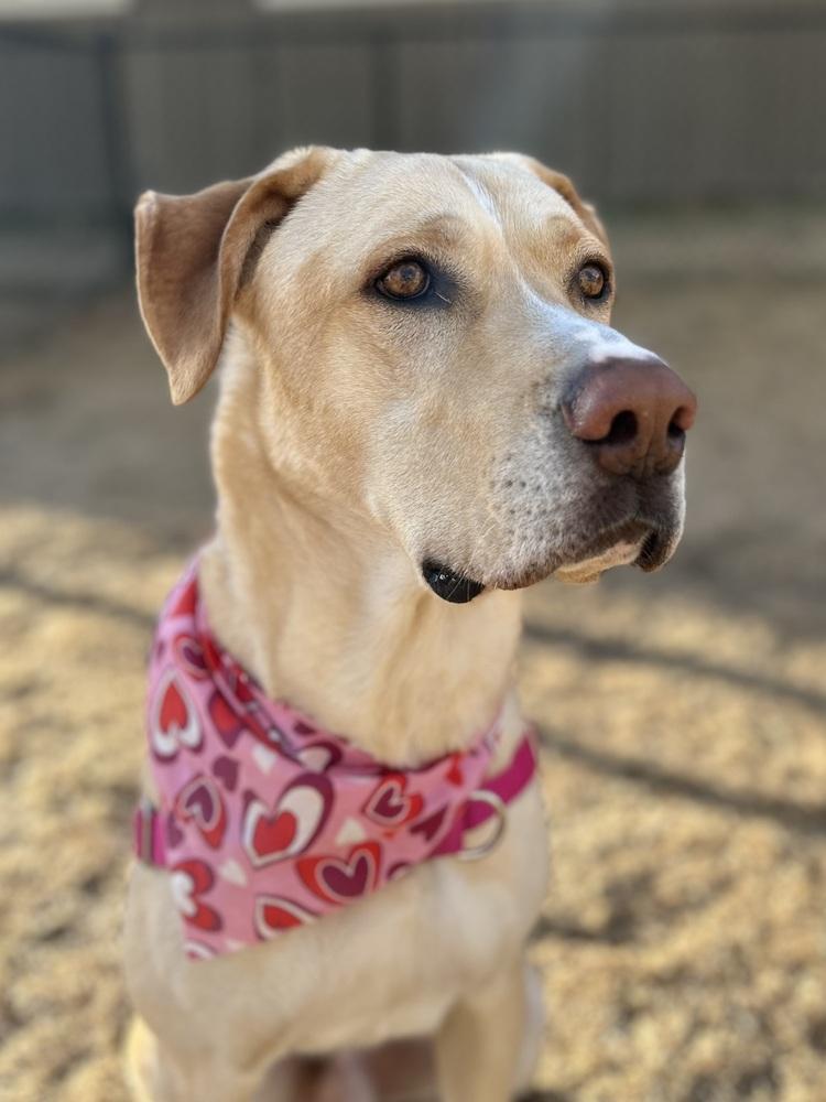 Enlarge Ayzerman / Slim Pickens / Rex, a Adoptable mixed breed in Broomfield, CO image 3/6