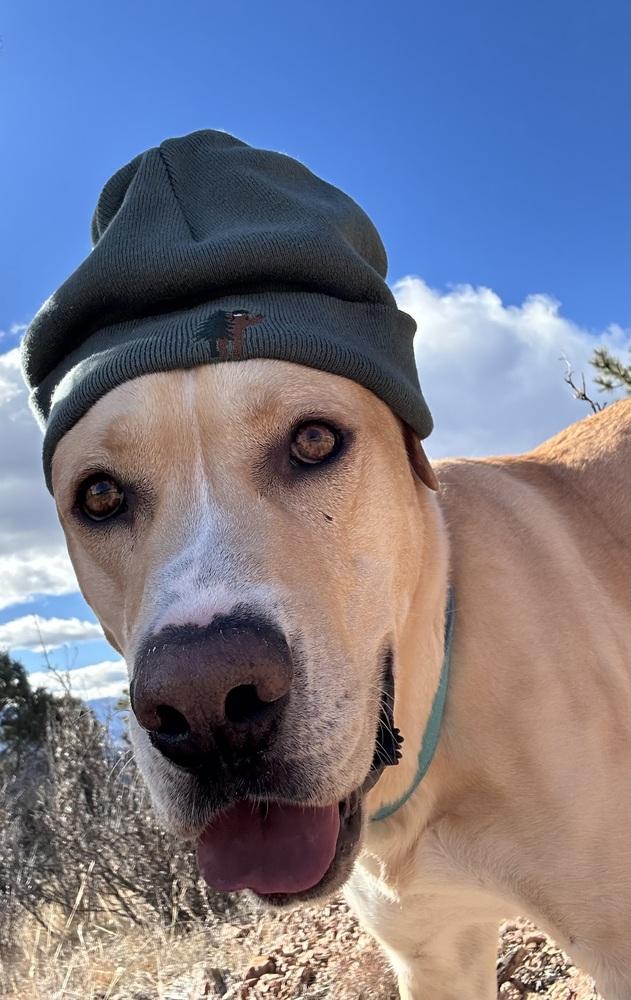 Enlarge Ayzerman / Slim Pickens / Rex, a Adoptable mixed breed in Broomfield, CO image 6/6