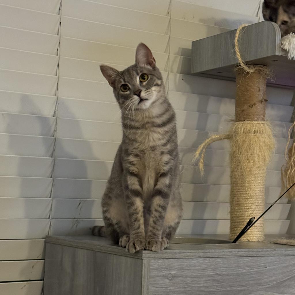 Enlarge Martini, a Adoptable Domestic Short Hair in Costa Mesa, CA image 3/5