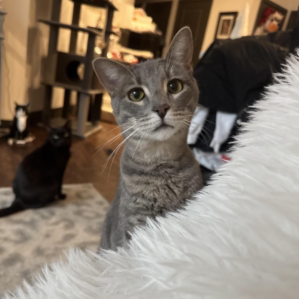 Enlarge Martini, a Adoptable Domestic Short Hair in Costa Mesa, CA image 4/5