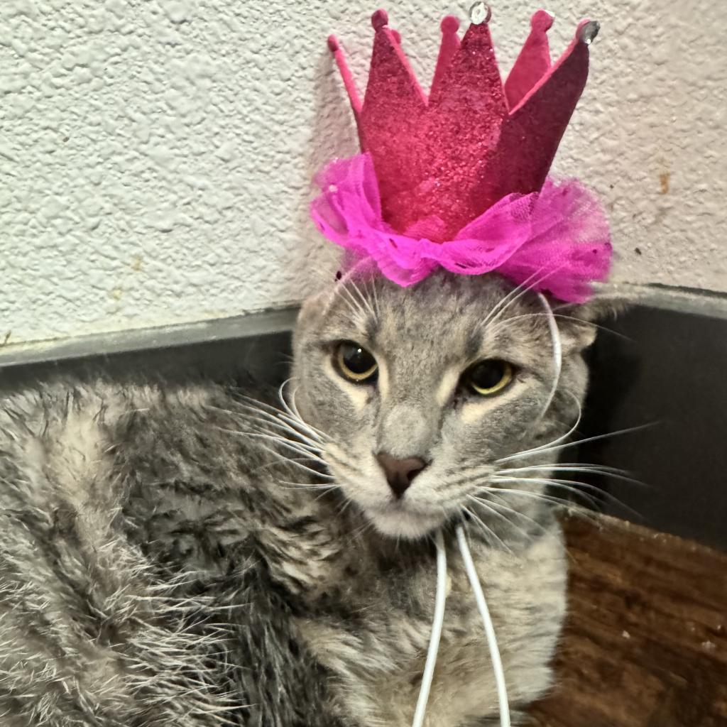 Enlarge Martini, a Adoptable Domestic Short Hair in Costa Mesa, CA image 5/5