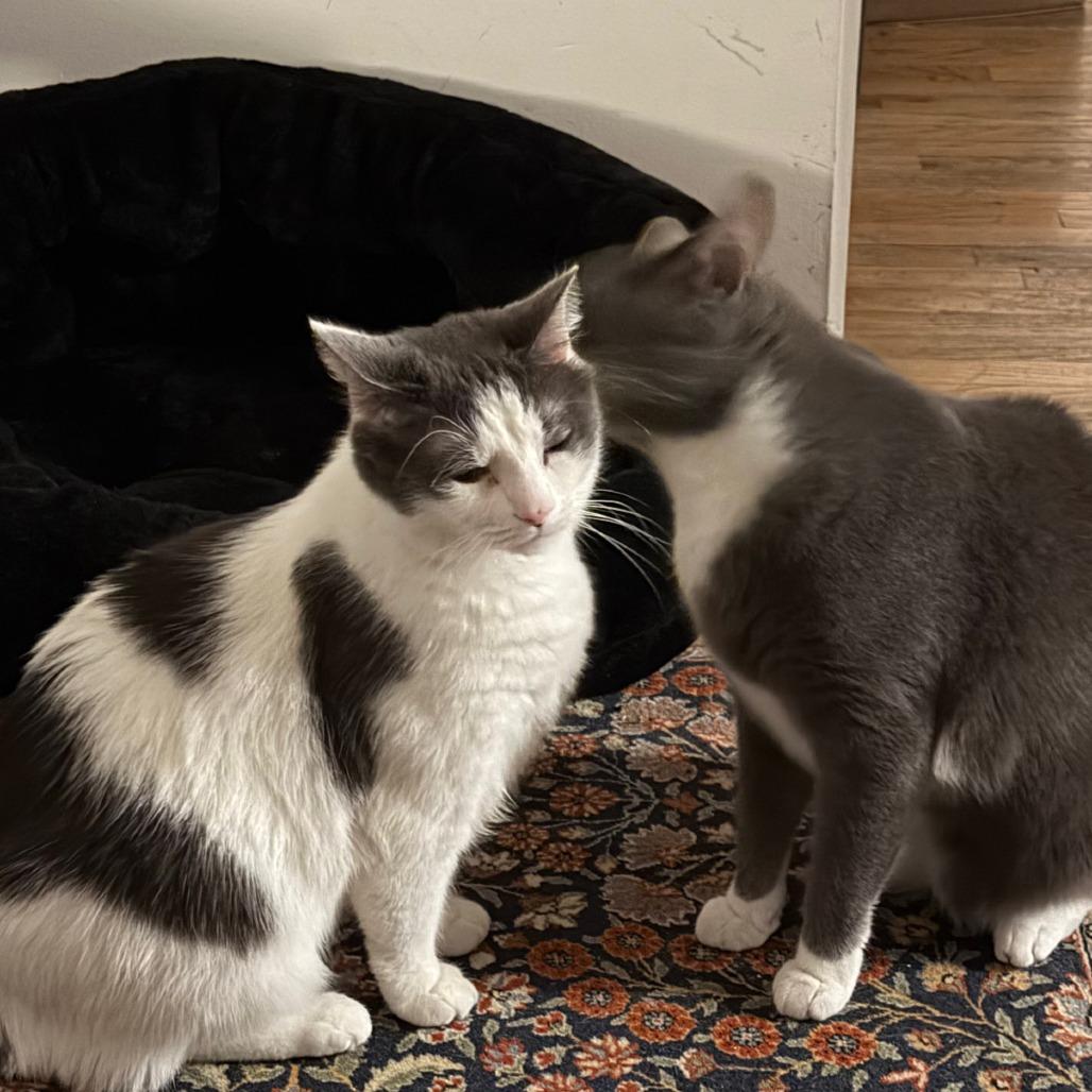 Blue, Adoptable, Adult Male Domestic Short Hair.