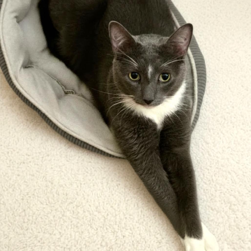 Blue, Adoptable, Adult Male Domestic Short Hair.