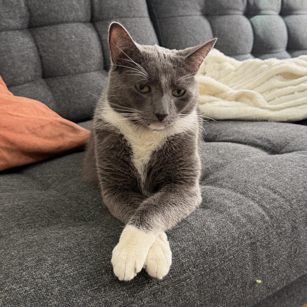 Enlarge Blue, a Adoptable Domestic Short Hair in New York, NY image 3/6