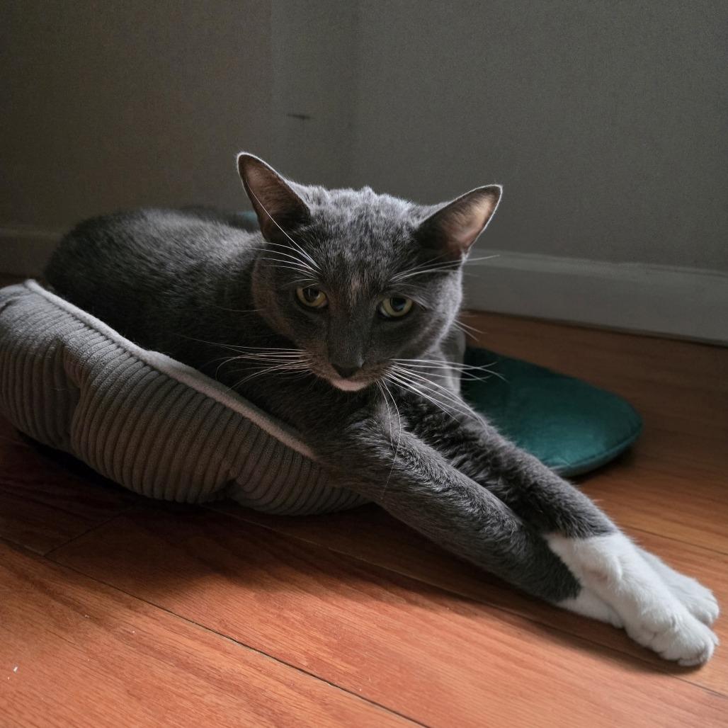 Enlarge Blue, a Adoptable Domestic Short Hair in New York, NY image 2/6