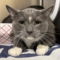 Enlarge Blue, a Adoptable Domestic Short Hair in New York, NY image 3/6