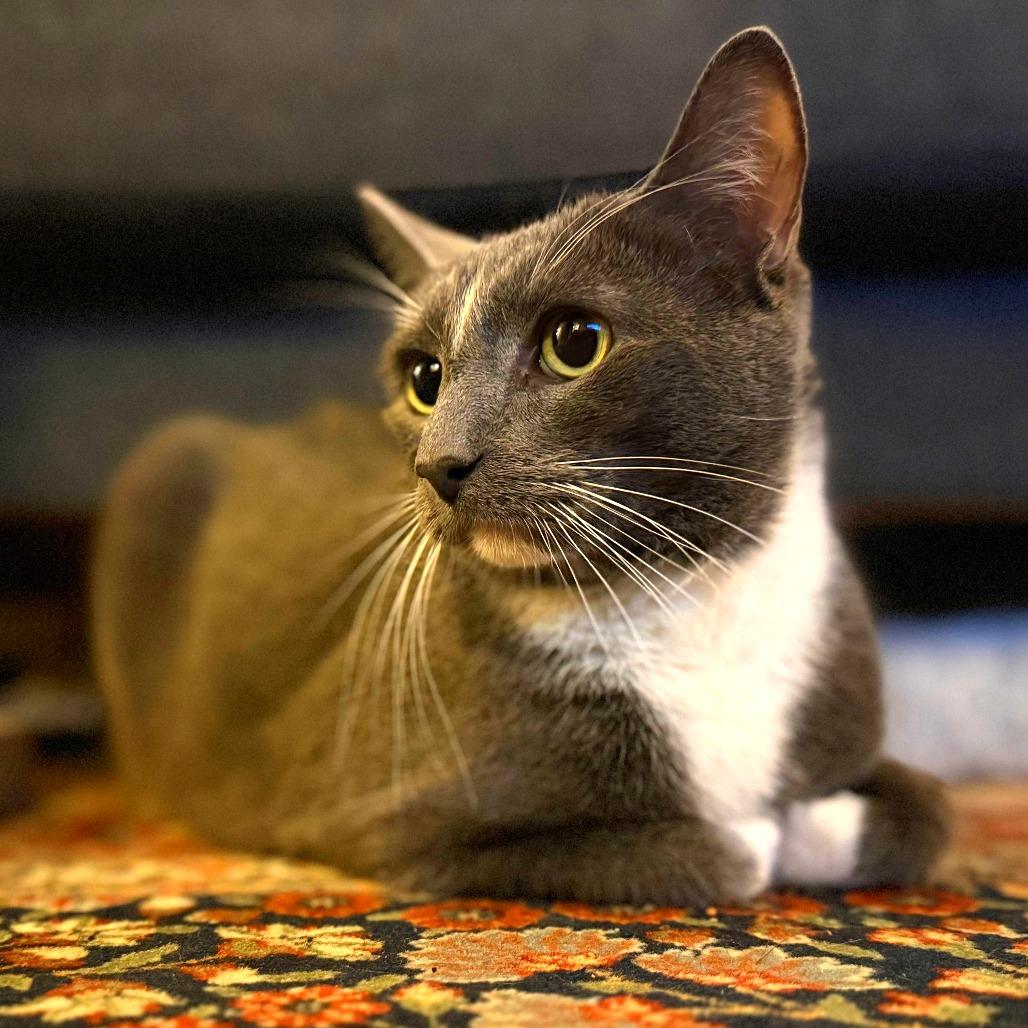 Enlarge Blue, a Adoptable Domestic Short Hair in New York, NY image 4/6