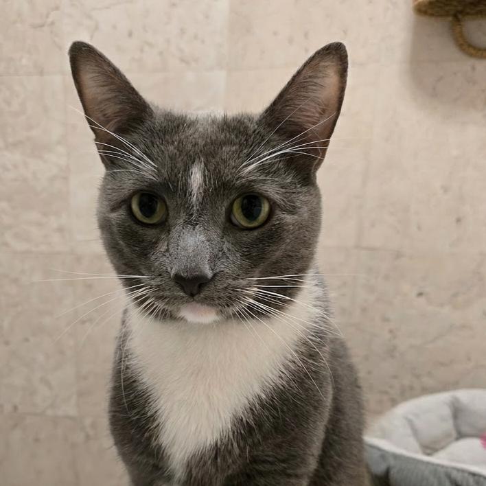 Enlarge Blue, a Adoptable Domestic Short Hair in New York, NY image 5/6