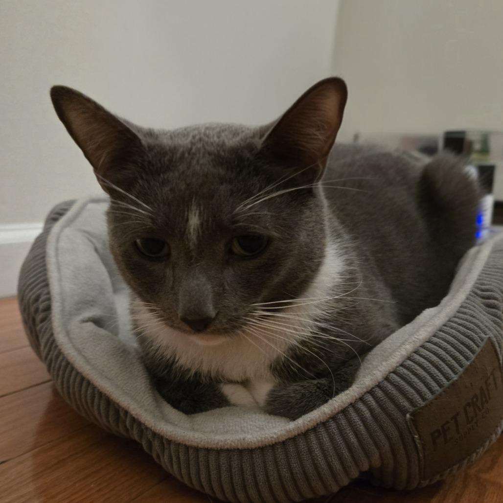 Enlarge Blue, a Adoptable Domestic Short Hair in New York, NY image 6/6