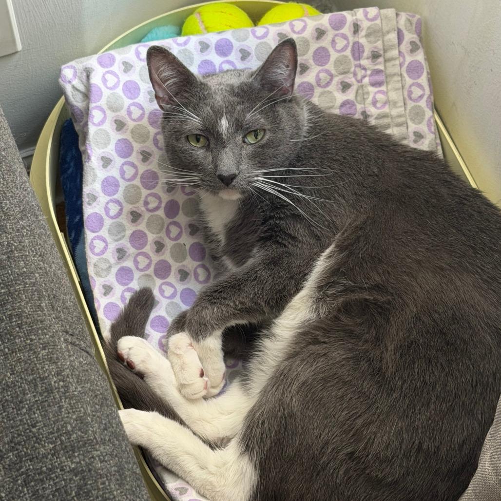 Enlarge Blue, a Adoptable Domestic Short Hair in New York, NY image 6/6