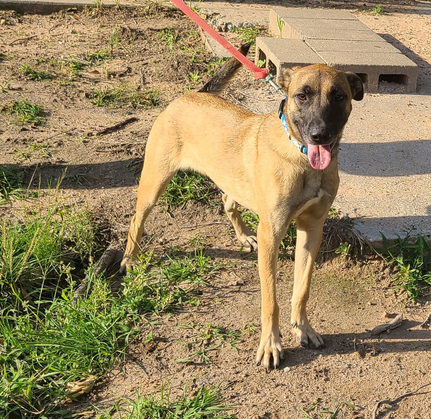 Enlarge Yolo, a Adoptable mixed breed image 1/12