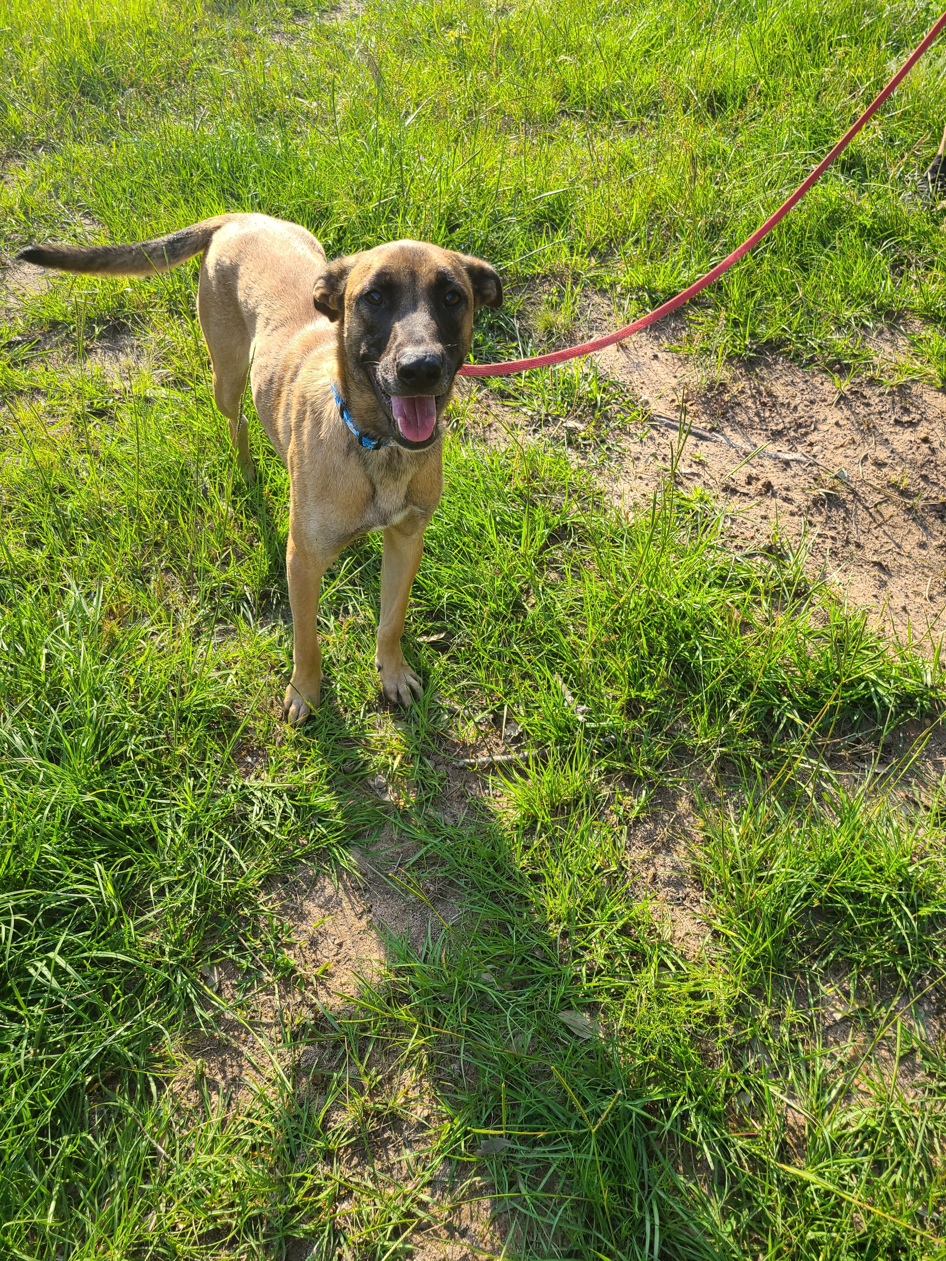 Enlarge Yolo, a Adoptable mixed breed image 2/12