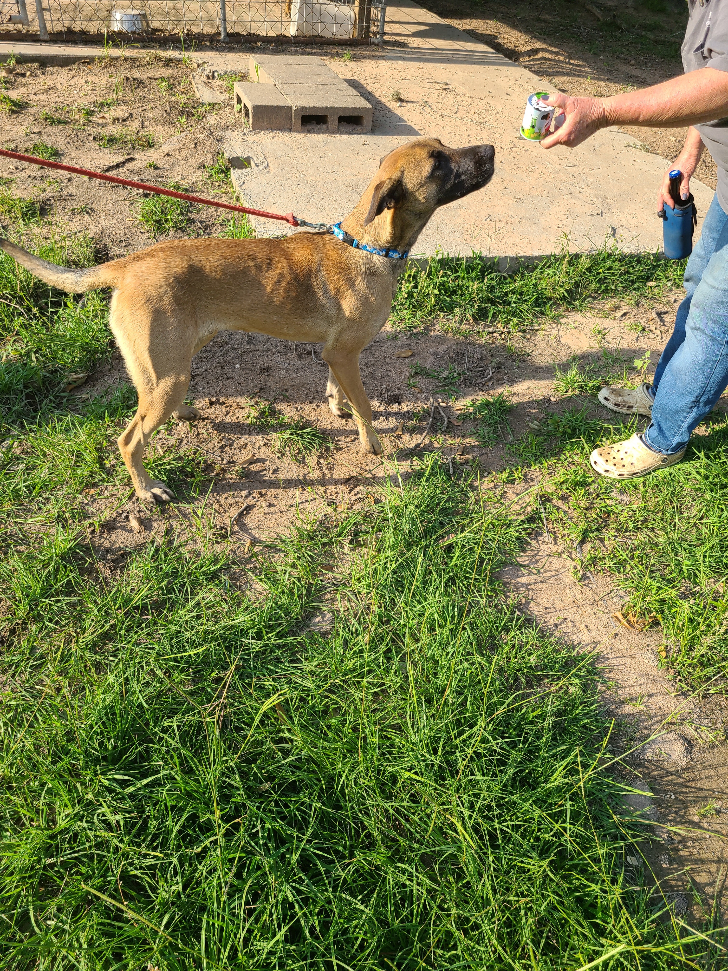 Yolo, Adoptable, Young Male Labrador Retriever & Black Mouth Cur.