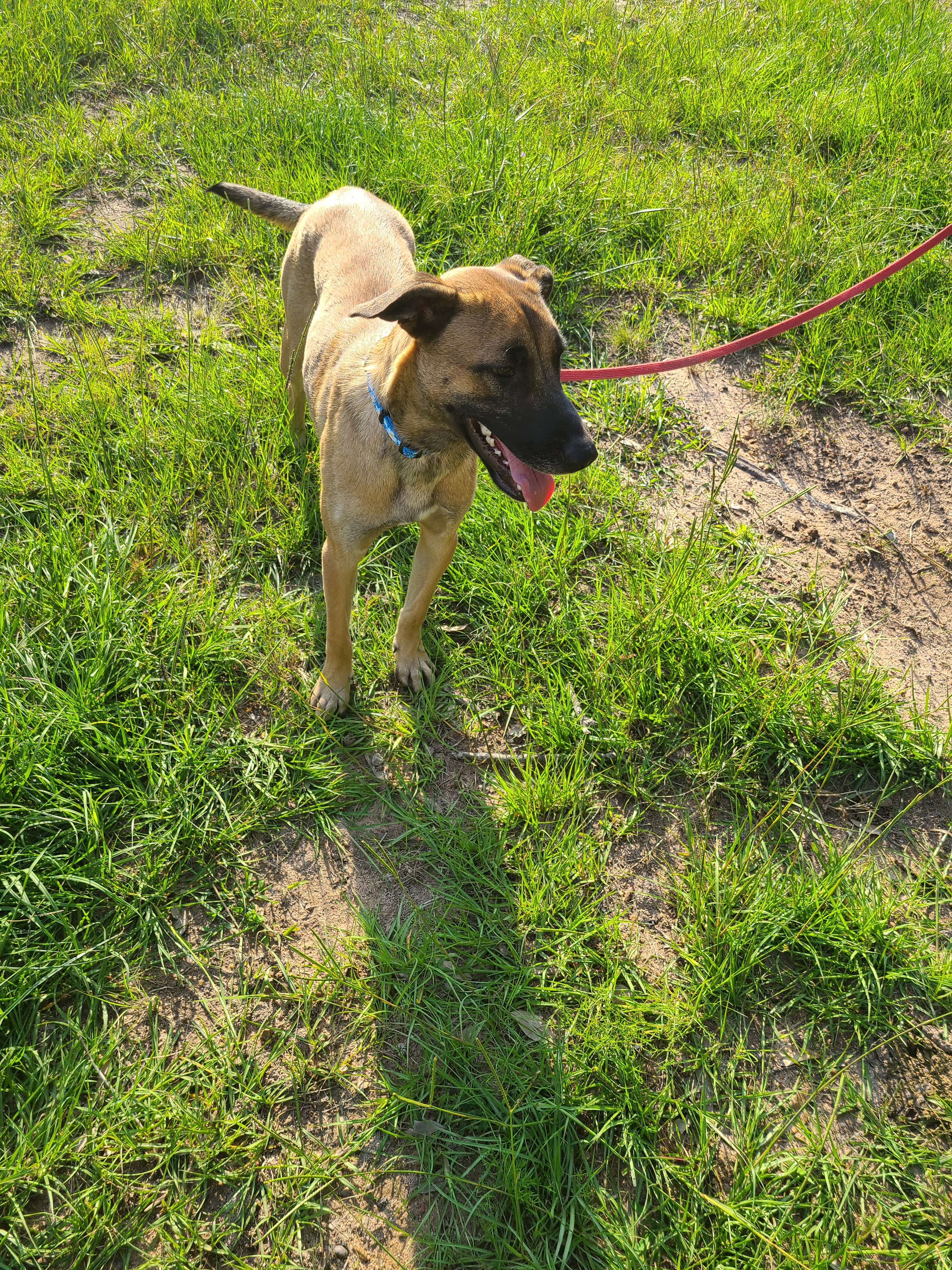 Enlarge Yolo, a Adoptable mixed breed image 4/12