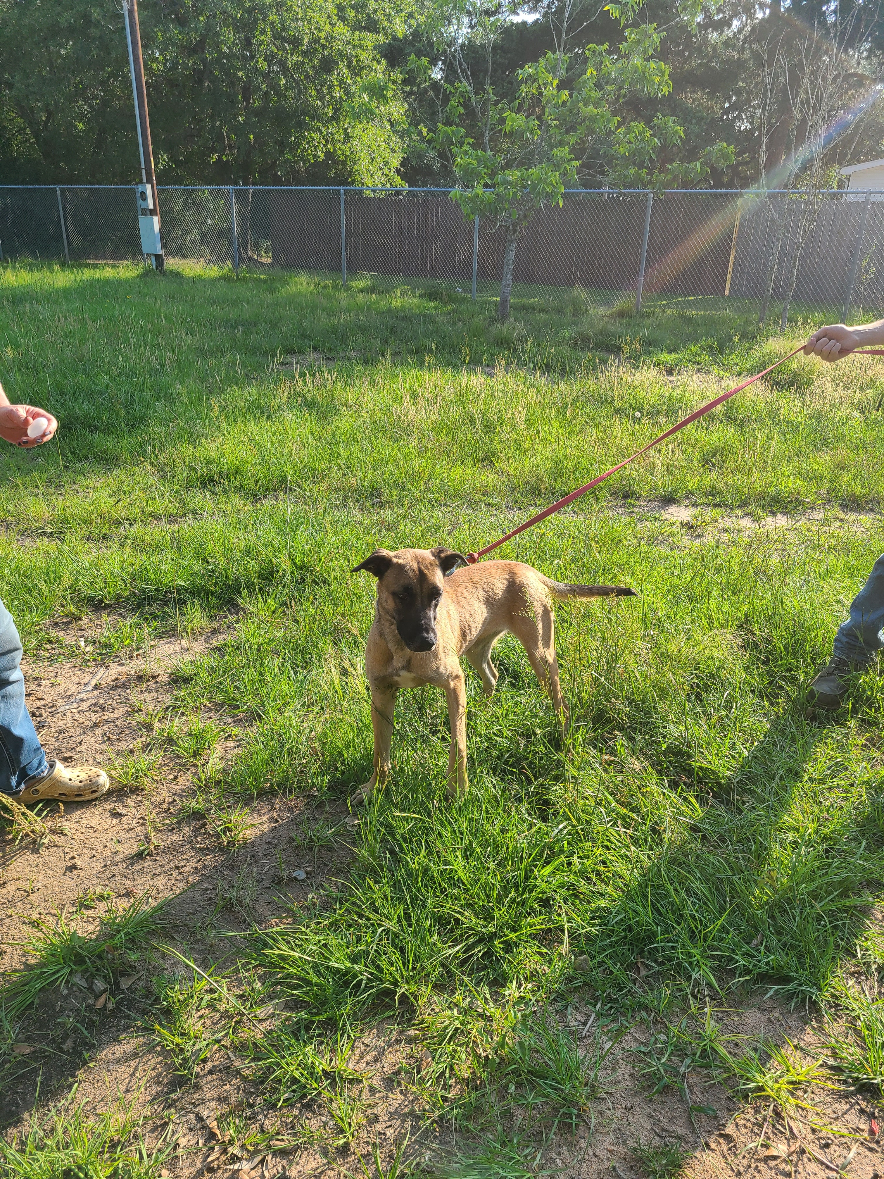 Enlarge Yolo, a Adoptable mixed breed image 5/12