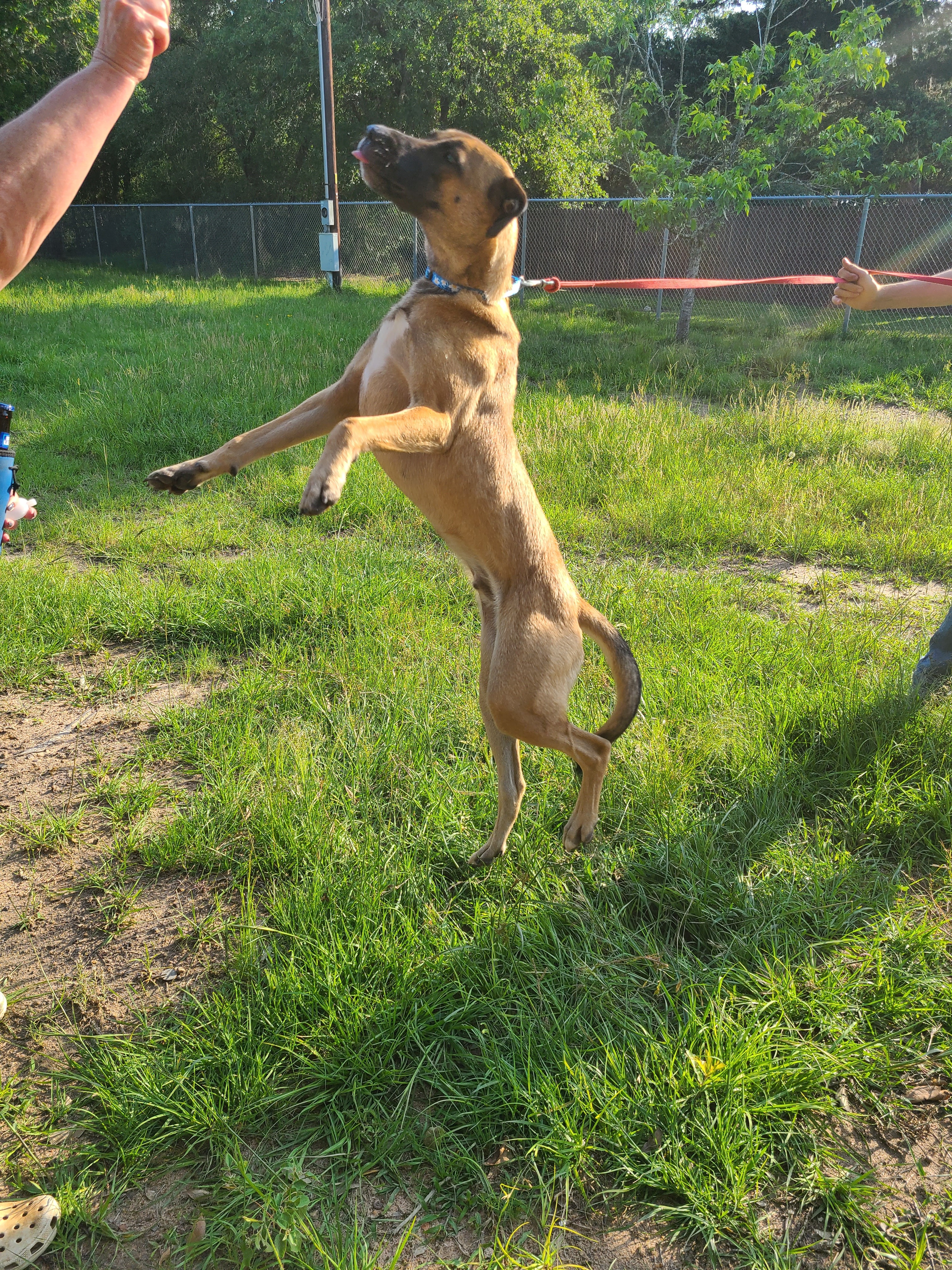 Enlarge Yolo, a Adoptable mixed breed image 6/12