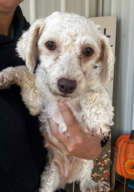 Enlarge Judy, a Adoptable Bichon Frise in Washington, DC image 1/2