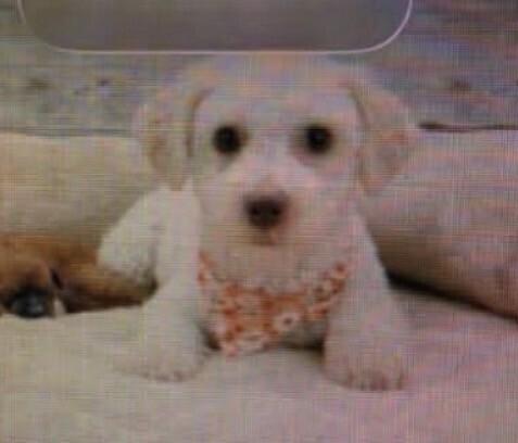 Enlarge Judy, a Adoptable Bichon Frise in Washington, DC image 2/2