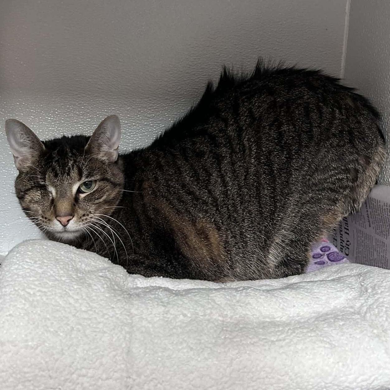 Jelly, ADOPTABLE, Adult Female Domestic Short Hair.