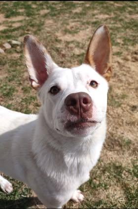 Spot, an adoptable Spitz in Watertown, WI, 53094 | Photo Image 3