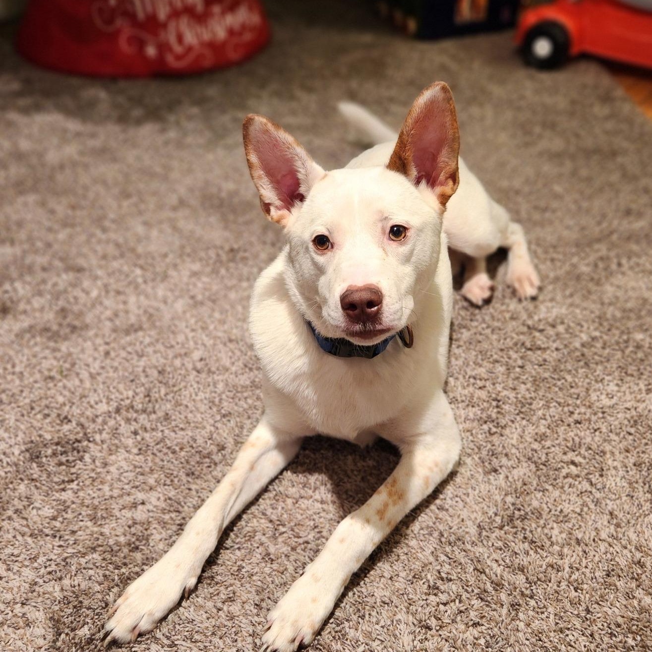 Spot, an adoptable Spitz in Watertown, WI, 53094 | Photo Image 6