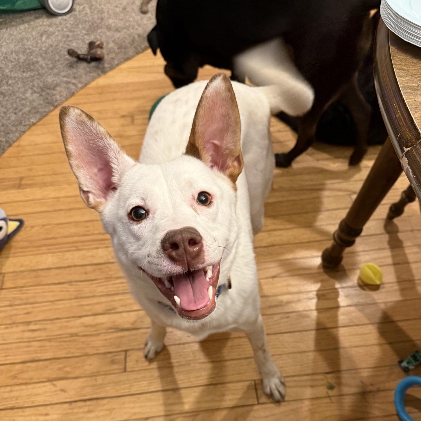Spot, an adoptable Spitz in Watertown, WI, 53094 | Photo Image 1