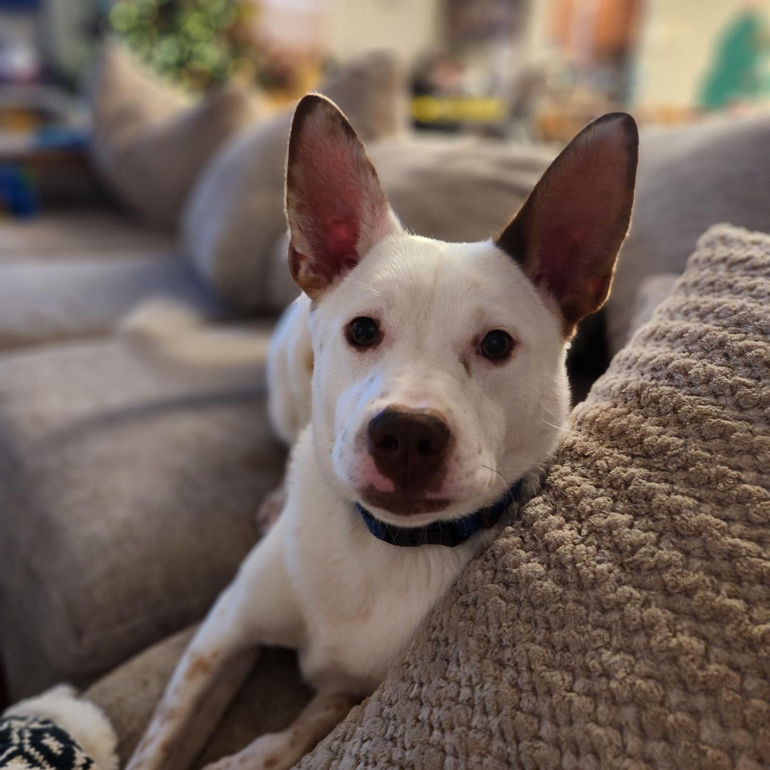 Spot, an adoptable Spitz in Watertown, WI, 53094 | Photo Image 5