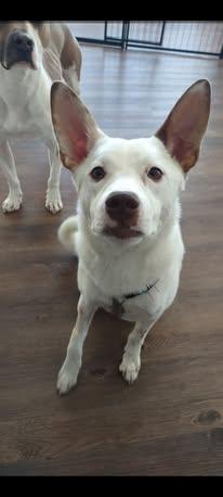 Spot, an adoptable Spitz in Watertown, WI, 53094 | Photo Image 4