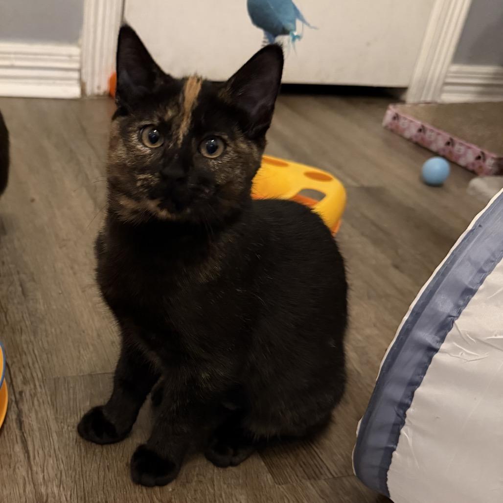 Pretzel, Adoptable, Kitten Female Domestic Short Hair.