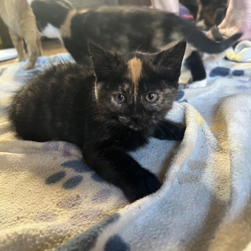 Enlarge Pretzel, a Adoptable Domestic Short Hair in Baytown, TX image 2/5