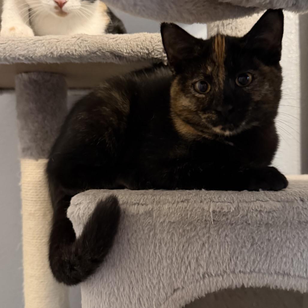 Enlarge Pretzel, a Adoptable Domestic Short Hair in Baytown, TX image 3/5