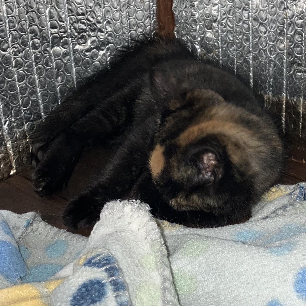 Enlarge Pretzel, a Adoptable Domestic Short Hair in Baytown, TX image 4/5