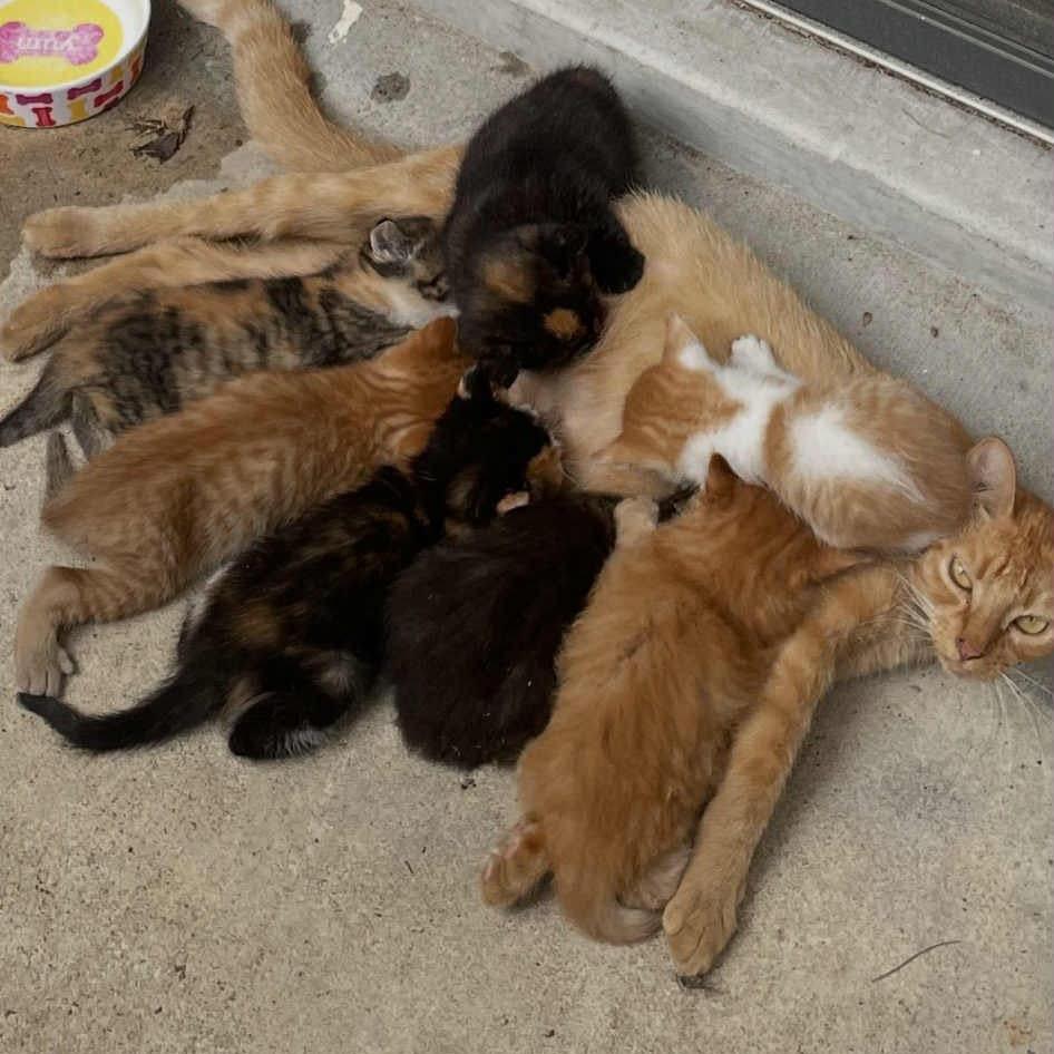 Enlarge Pretzel, a Adoptable Domestic Short Hair in Baytown, TX image 5/5